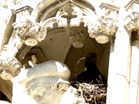 Vogelnest in Peterskirche