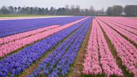 047 Hollands Hyazintenfelder, am Keukenhof