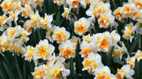 050 Holland, Impressionen im Keukenhof, Narzissen