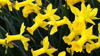 051 Holland, Impressionen im Keukenhof, Narzissen