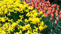 052 Holland, Impressionen im Keukenhof