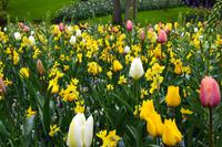 058 Holland, Impressionen im Keukenhof