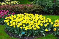 068 Holland, Impressionen im Keukenhof