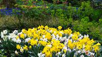 069 Holland, Impressionen im Keukenhof
