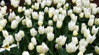 072 Holland, Impressionen im Keukenhof