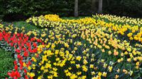 080 Holland, Impressionen im Keukenhof
