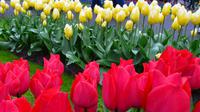 083 Holland, Impressionen im Keukenhof
