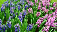 094 Holland, Impressionen im Keukenhof