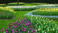 105 Holland, Impressionen im Keukenhof