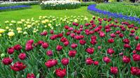 107 Holland, Impressionen im Keukenhof