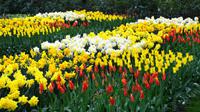 113 Holland, Impressionen im Keukenhof