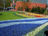 Im Keukenhof