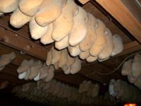 So entstehen die Holzschuhe 