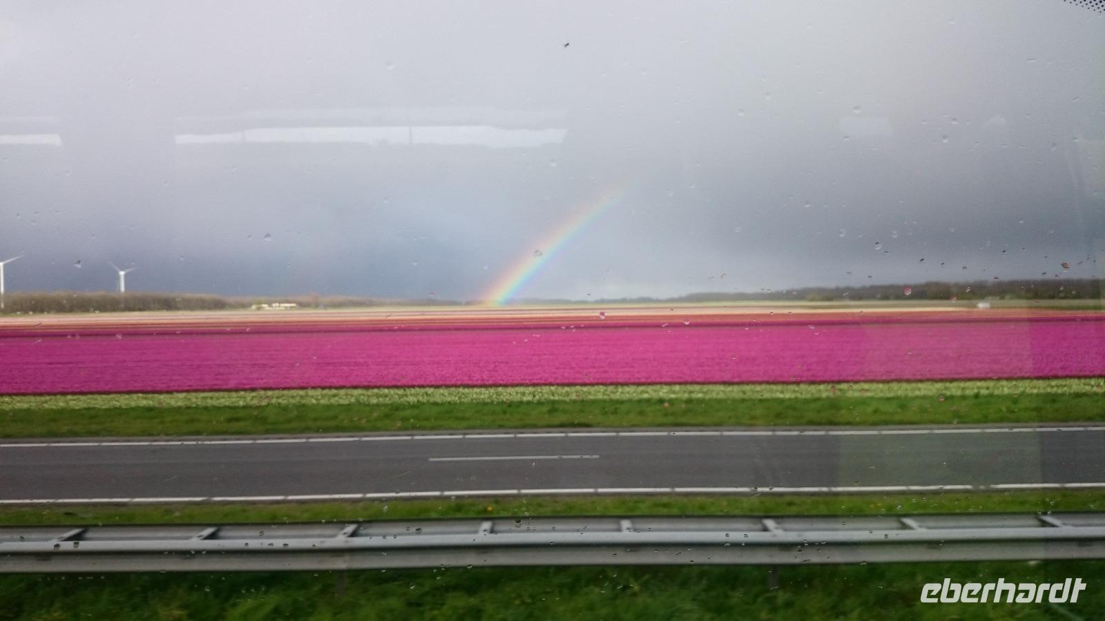 Tulpen und Regenbogen