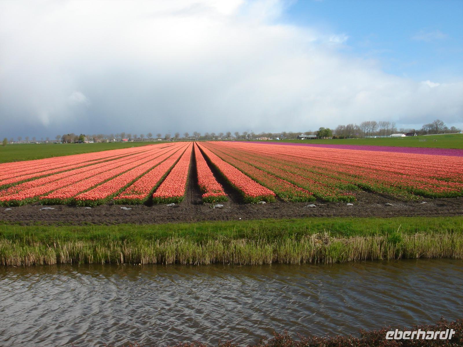 Tulpenfelder unterwegs