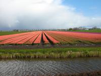 Tulpenfelder unterwegs