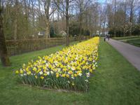 Eine Narzissenrabatte 