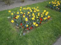 Narzissen und Tulpen