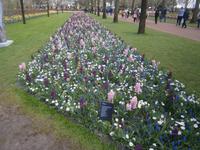 Eine Bepflanzung mit Hyazinthen