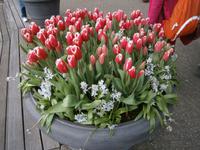 Tulpen in voller Pracht