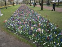 Tulpen und Hyazinthen