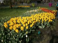 Prachtexemplare von Tulpen