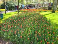 Keukenhof