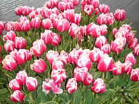 Tulpen auf dem Keukenhof
