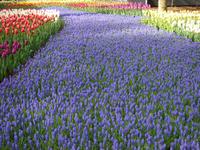 Ein Fluss aus Tulpen auf dem Keukenhof