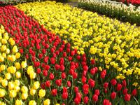 Tulpenfelder auf dem Keukenhof