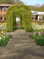 Heckenbogen auf dem Keukenhof