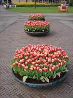Blumenschalen auf dem Keukenhof