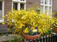 Es blüht im Begijnhof in Amsterdam