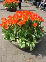 Tulpen in Amsterdam