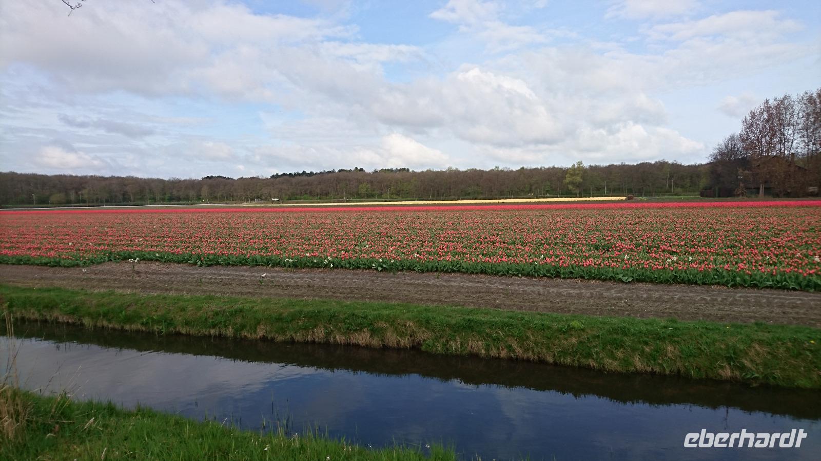 Tulpenfeld bei Lisse