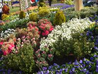 Blumenarangements im Keukenhof bei Lisse