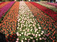 Tulpenfeld im Keukenhof bei Lisse