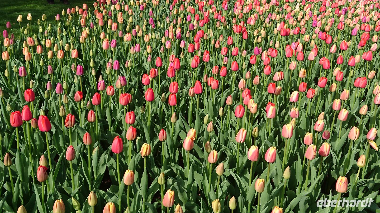 Viele Tulpen auf dem Keukenhof bei Lisse