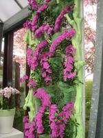Orchideen auf dem Keukenhof bei Lisse