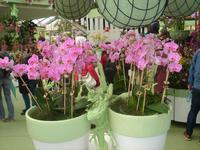 Jede Halle auf dem Keukenhof hat ein eigenes Motto