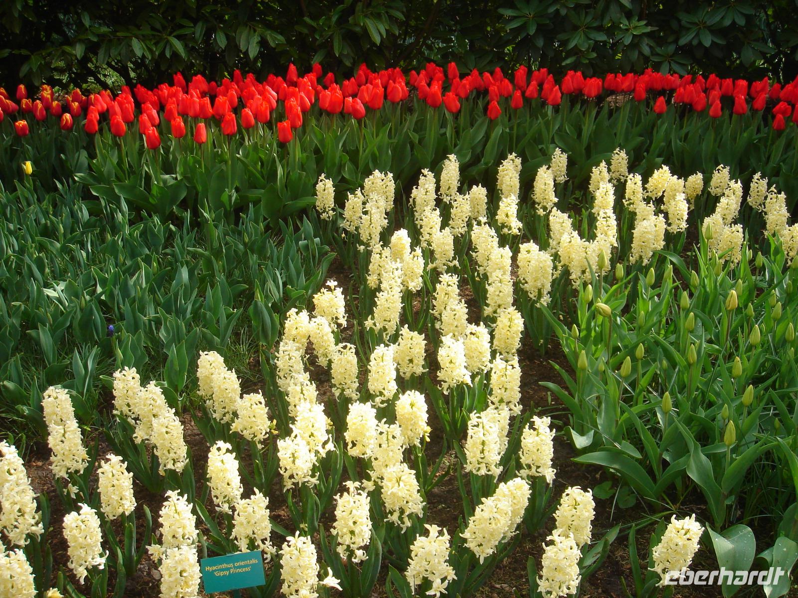 Hyazinthen auf dem Keukenhof bei Lisse