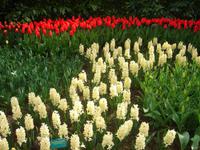 Hyazinthen auf dem Keukenhof bei Lisse