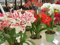 Amaryllis auf dem Keukenhof bei Lisse