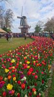 Blick zur Windmühle auf dem Keukenhof