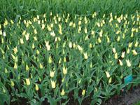 Besondere Tulpen auf dem Keukenhof
