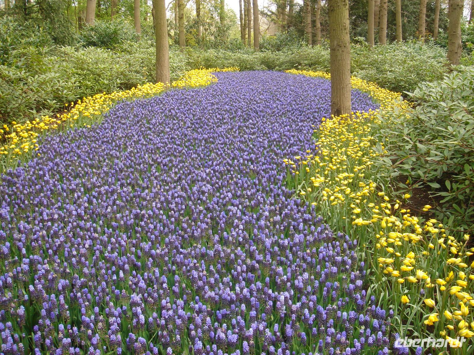 Ein Fluss aus Blumen auf dem Keukenhof