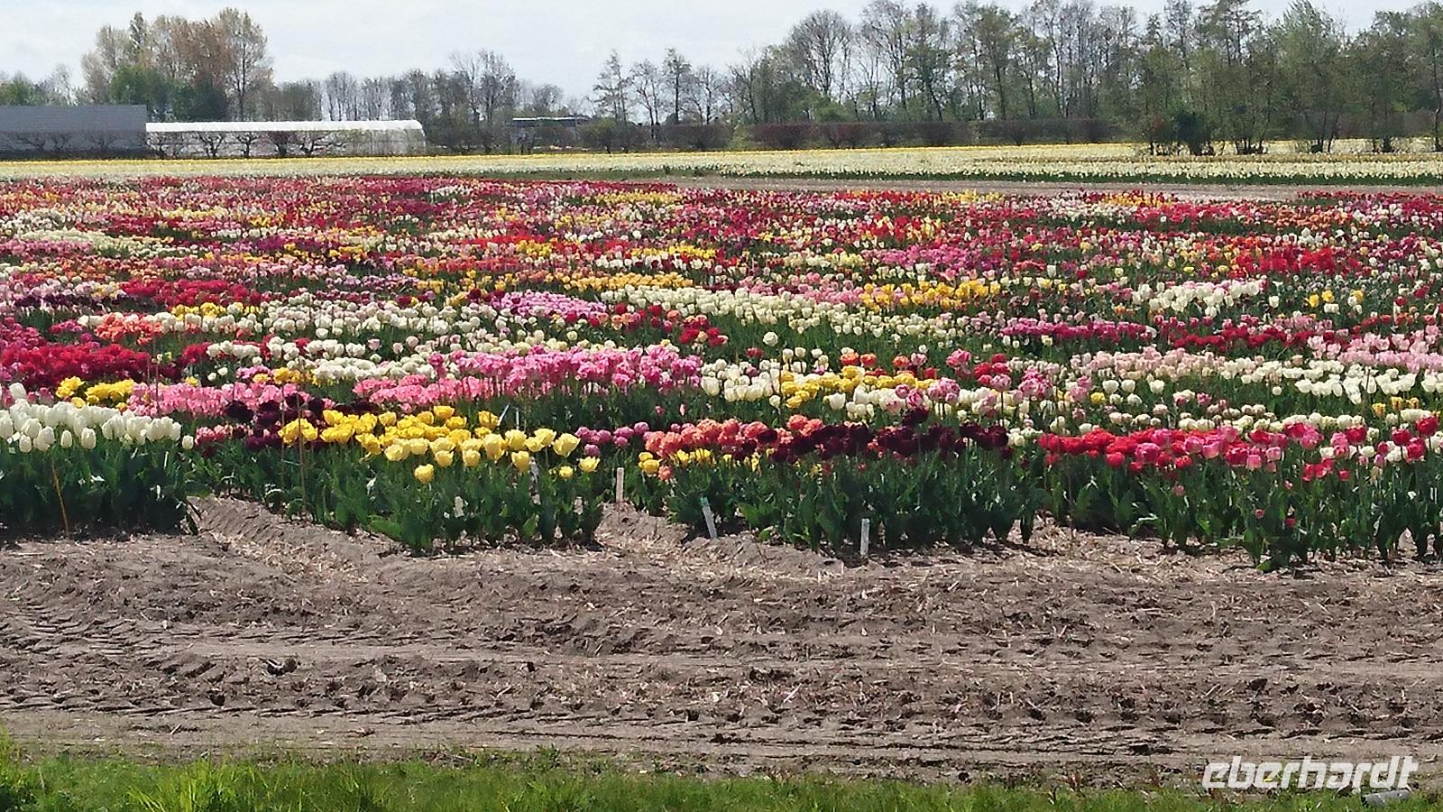 Tulpenfeld bei Lisse