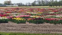 Tulpenfeld bei Lisse