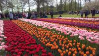 Keukenhof