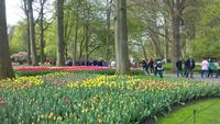 Keukenhof